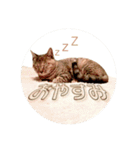 T omo's Cat2（個別スタンプ：3）