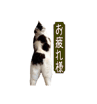 T omo's Cat2（個別スタンプ：4）