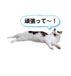 T omo's Cat2（個別スタンプ：5）