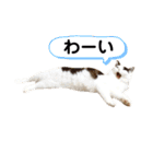 T omo's Cat2（個別スタンプ：6）
