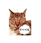 T omo's Cat2（個別スタンプ：7）