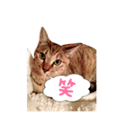 T omo's Cat2（個別スタンプ：8）