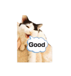 T omo's Cat2（個別スタンプ：9）