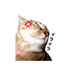 T omo's Cat2（個別スタンプ：11）