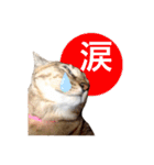 T omo's Cat2（個別スタンプ：12）