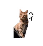 T omo's Cat2（個別スタンプ：13）