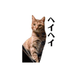 T omo's Cat2（個別スタンプ：14）