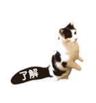T omo's Cat2（個別スタンプ：15）