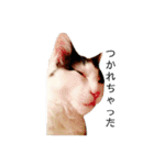 T omo's Cat2（個別スタンプ：17）