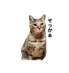 T omo's Cat2（個別スタンプ：18）