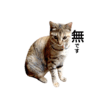 T omo's Cat2（個別スタンプ：19）