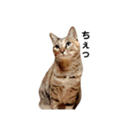 T omo's Cat2（個別スタンプ：21）