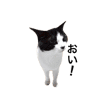 T omo's Cat2（個別スタンプ：22）