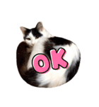 T omo's Cat2（個別スタンプ：23）