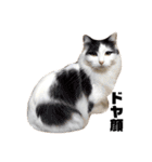 T omo's Cat2（個別スタンプ：24）