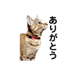 T omo's Cat2（個別スタンプ：25）