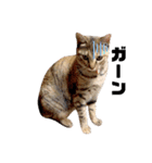 T omo's Cat2（個別スタンプ：26）
