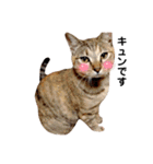 T omo's Cat2（個別スタンプ：27）