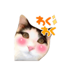 T omo's Cat2（個別スタンプ：28）