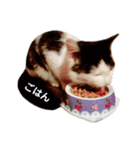 T omo's Cat2（個別スタンプ：29）