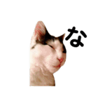 T omo's Cat2（個別スタンプ：30）