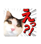 T omo's Cat2（個別スタンプ：31）