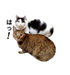 T omo's Cat2（個別スタンプ：32）