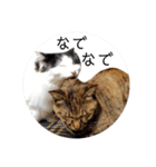 T omo's Cat2（個別スタンプ：33）