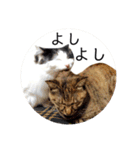 T omo's Cat2（個別スタンプ：34）