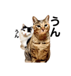 T omo's Cat2（個別スタンプ：36）
