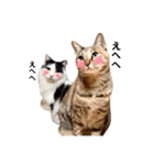 T omo's Cat2（個別スタンプ：37）