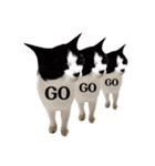 T omo's Cat2（個別スタンプ：38）