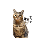 T omo's Cat2（個別スタンプ：39）