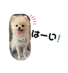 ポメラニアンくう＆るうの日常（個別スタンプ：1）