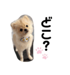 ポメラニアンくう＆るうの日常（個別スタンプ：3）