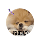 ポメラニアンくう＆るうの日常（個別スタンプ：5）