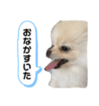 ポメラニアンくう＆るうの日常（個別スタンプ：8）