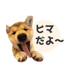 GO！GO！柴犬ズ【2】（個別スタンプ：26）
