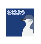 今日のペンギンシリーズ（個別スタンプ：6）