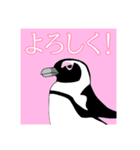 今日のペンギンシリーズ（個別スタンプ：14）