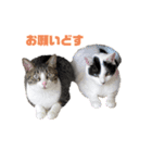 ほご猫たちをスタンプにしました！（個別スタンプ：1）