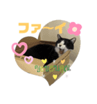 ほご猫たちをスタンプにしました！（個別スタンプ：2）