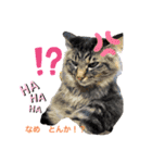 ほご猫たちをスタンプにしました！（個別スタンプ：3）