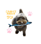 ほご猫たちをスタンプにしました！（個別スタンプ：5）