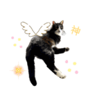 ほご猫たちをスタンプにしました！（個別スタンプ：6）