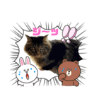ほご猫たちをスタンプにしました！（個別スタンプ：7）