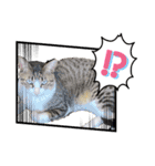 ほご猫たちをスタンプにしました！（個別スタンプ：8）