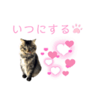 ほご猫たちをスタンプにしました！（個別スタンプ：9）