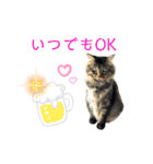 ほご猫たちをスタンプにしました！（個別スタンプ：10）