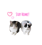 ほご猫たちをスタンプにしました！（個別スタンプ：11）